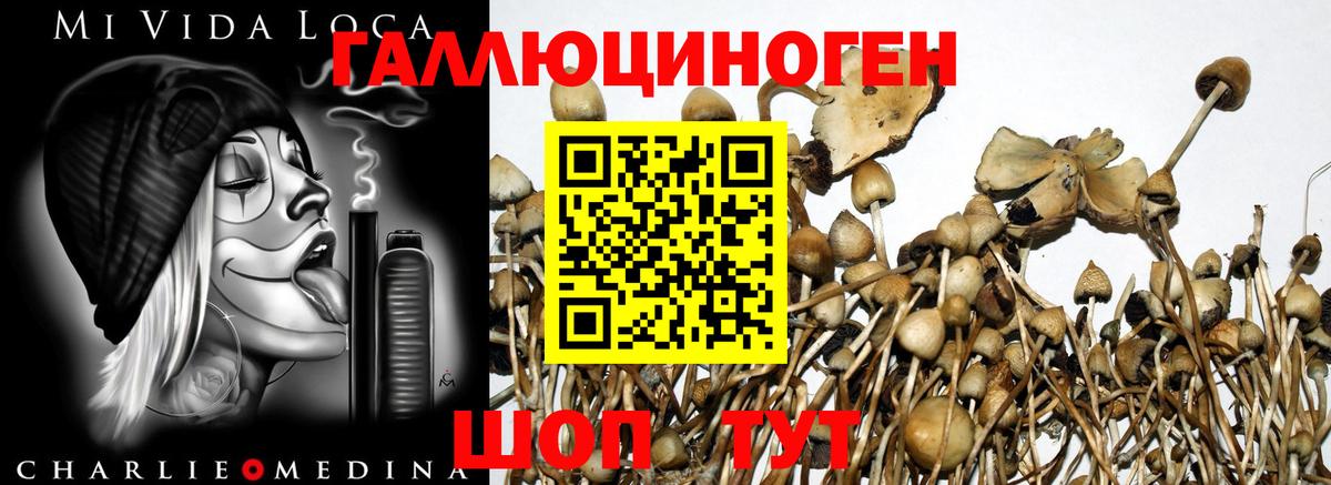 Галлюциногенные грибы GOLDEN TEACHER  Вход с VPN  Богданович 